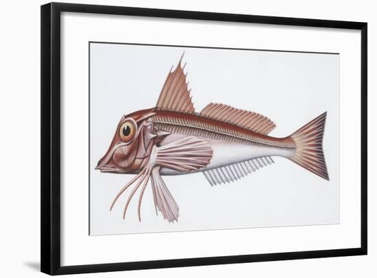 Zoology: Fishes: East Atlantic Red Gurnard (Aspitriglia Cuculus)-null-Framed Giclee Print