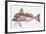 Zoology: Fishes: East Atlantic Red Gurnard (Aspitriglia Cuculus)-null-Framed Giclee Print