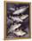 Zoology: Fishes: Gadidae Family, Different Species-null-Framed Premier Image Canvas