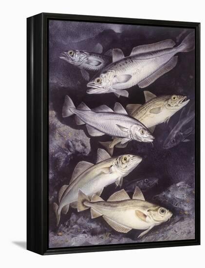 Zoology: Fishes: Gadidae Family, Different Species-null-Framed Premier Image Canvas