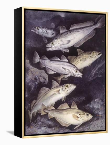 Zoology: Fishes: Gadidae Family, Different Species-null-Framed Premier Image Canvas