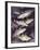 Zoology: Fishes: Gadidae Family, Different Species-null-Framed Giclee Print