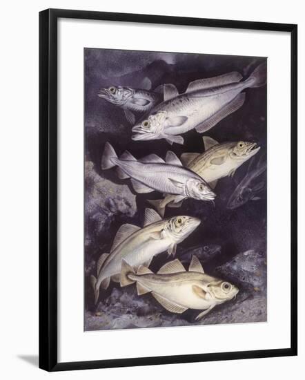 Zoology: Fishes: Gadidae Family, Different Species-null-Framed Giclee Print