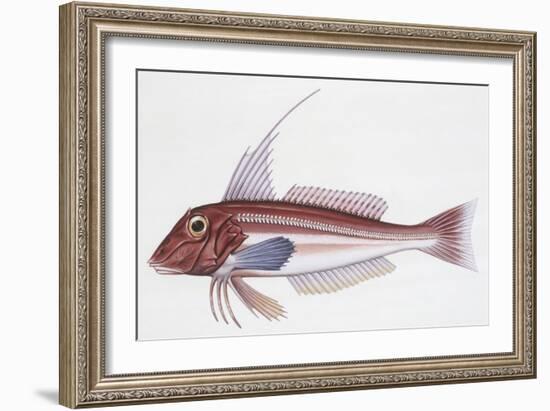 Zoology: Fishes: Long-Finned Gurnard (Aspitriglia Obscura,Illustration-null-Framed Giclee Print