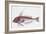 Zoology: Fishes: Long-Finned Gurnard (Aspitriglia Obscura,Illustration-null-Framed Giclee Print