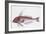 Zoology: Fishes: Long-Finned Gurnard (Aspitriglia Obscura,Illustration-null-Framed Giclee Print