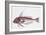 Zoology: Fishes: Long-Finned Gurnard (Aspitriglia Obscura,Illustration-null-Framed Giclee Print