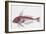 Zoology: Fishes: Long-Finned Gurnard (Aspitriglia Obscura,Illustration-null-Framed Giclee Print