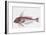 Zoology: Fishes: Long-Finned Gurnard (Aspitriglia Obscura,Illustration-null-Framed Giclee Print