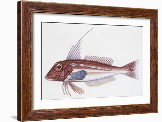 Zoology: Fishes: Long-Finned Gurnard (Aspitriglia Obscura,Illustration-null-Framed Giclee Print