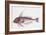 Zoology: Fishes: Long-Finned Gurnard (Aspitriglia Obscura,Illustration-null-Framed Giclee Print