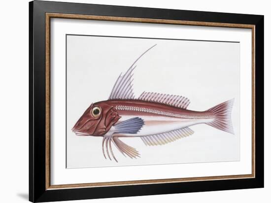 Zoology: Fishes: Long-Finned Gurnard (Aspitriglia Obscura,Illustration-null-Framed Giclee Print