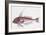 Zoology: Fishes: Long-Finned Gurnard (Aspitriglia Obscura,Illustration-null-Framed Giclee Print