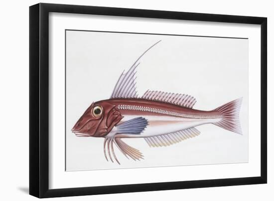 Zoology: Fishes: Long-Finned Gurnard (Aspitriglia Obscura,Illustration-null-Framed Giclee Print