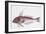 Zoology: Fishes: Long-Finned Gurnard (Aspitriglia Obscura,Illustration-null-Framed Giclee Print