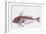 Zoology: Fishes: Long-Finned Gurnard (Aspitriglia Obscura,Illustration-null-Framed Giclee Print