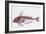 Zoology: Fishes: Long-Finned Gurnard (Aspitriglia Obscura,Illustration-null-Framed Giclee Print