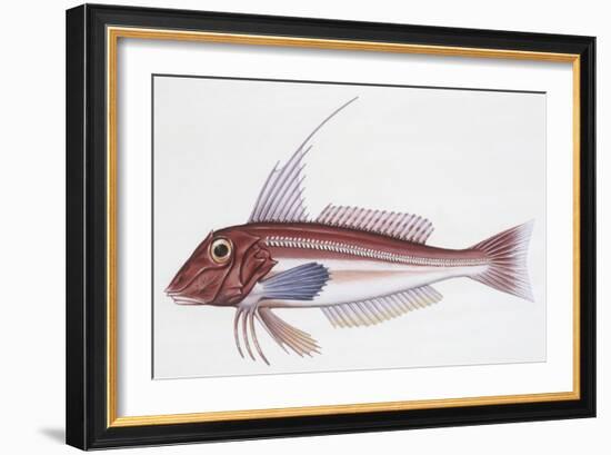 Zoology: Fishes: Long-Finned Gurnard (Aspitriglia Obscura,Illustration-null-Framed Giclee Print