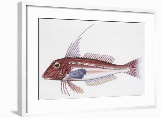 Zoology: Fishes: Long-Finned Gurnard (Aspitriglia Obscura,Illustration-null-Framed Giclee Print