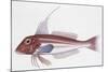 Zoology: Fishes: Long-Finned Gurnard (Aspitriglia Obscura,Illustration-null-Mounted Giclee Print
