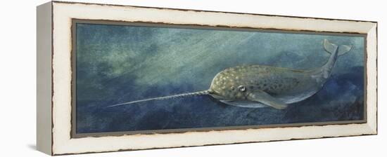 Zoology: Fishes: Mammalia, Cetacea, Narwhal (Monodon Monoceros)-null-Framed Premier Image Canvas