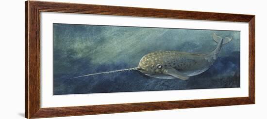 Zoology: Fishes: Mammalia, Cetacea, Narwhal (Monodon Monoceros)-null-Framed Giclee Print