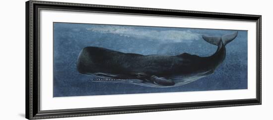 Zoology: Fishes: Mammalia, Cetacea, Sperm Whale-null-Framed Giclee Print