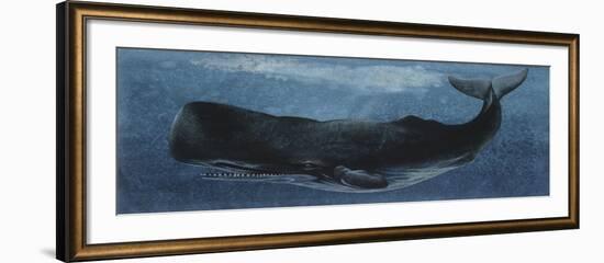 Zoology: Fishes: Mammalia, Cetacea, Sperm Whale-null-Framed Giclee Print