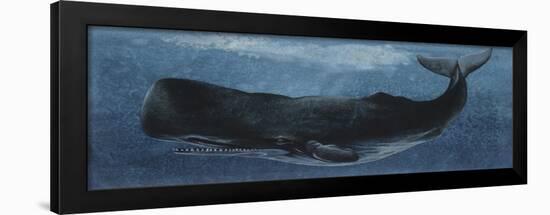 Zoology: Fishes: Mammalia, Cetacea, Sperm Whale-null-Framed Giclee Print