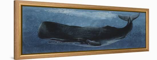 Zoology: Fishes: Mammalia, Cetacea, Sperm Whale-null-Framed Premier Image Canvas