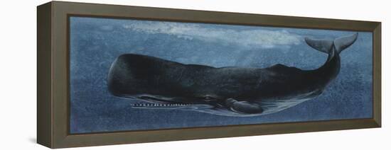 Zoology: Fishes: Mammalia, Cetacea, Sperm Whale-null-Framed Premier Image Canvas