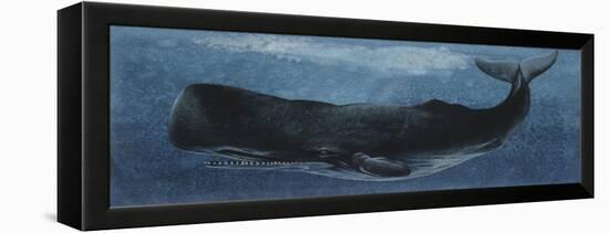 Zoology: Fishes: Mammalia, Cetacea, Sperm Whale-null-Framed Premier Image Canvas