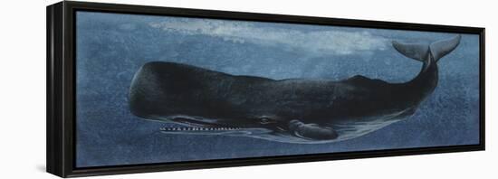 Zoology: Fishes: Mammalia, Cetacea, Sperm Whale-null-Framed Premier Image Canvas