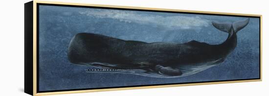 Zoology: Fishes: Mammalia, Cetacea, Sperm Whale-null-Framed Premier Image Canvas