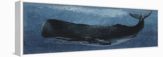 Zoology: Fishes: Mammalia, Cetacea, Sperm Whale-null-Framed Premier Image Canvas