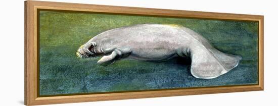 Zoology: Fishes: Mammalia, Sirenia, Manatee (Trichechus Sp.)-null-Framed Premier Image Canvas