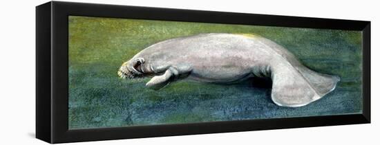 Zoology: Fishes: Mammalia, Sirenia, Manatee (Trichechus Sp.)-null-Framed Premier Image Canvas