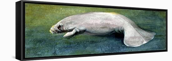 Zoology: Fishes: Mammalia, Sirenia, Manatee (Trichechus Sp.)-null-Framed Premier Image Canvas