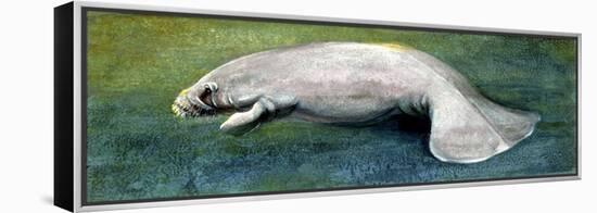 Zoology: Fishes: Mammalia, Sirenia, Manatee (Trichechus Sp.)-null-Framed Premier Image Canvas