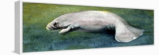 Zoology: Fishes: Mammalia, Sirenia, Manatee (Trichechus Sp.)-null-Framed Premier Image Canvas