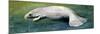 Zoology: Fishes: Mammalia, Sirenia, Manatee (Trichechus Sp.)-null-Mounted Giclee Print