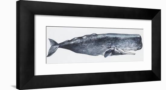 Zoology: Mammals: Sperm Whale (Physeter Catodon)-null-Framed Giclee Print