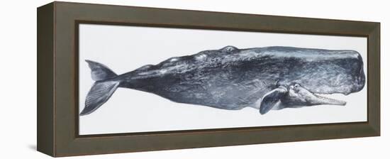 Zoology: Mammals: Sperm Whale (Physeter Catodon)-null-Framed Premier Image Canvas