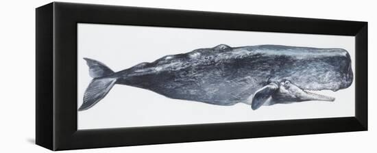 Zoology: Mammals: Sperm Whale (Physeter Catodon)-null-Framed Premier Image Canvas
