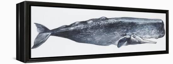 Zoology: Mammals: Sperm Whale (Physeter Catodon)-null-Framed Premier Image Canvas