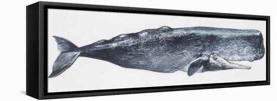 Zoology: Mammals: Sperm Whale (Physeter Catodon)-null-Framed Premier Image Canvas