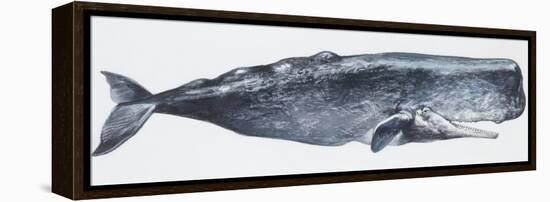 Zoology: Mammals: Sperm Whale (Physeter Catodon)-null-Framed Premier Image Canvas