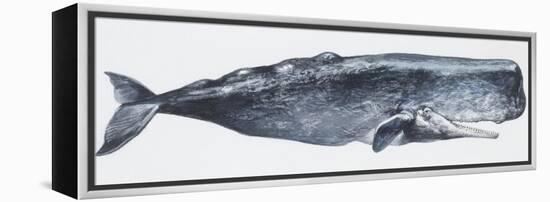 Zoology: Mammals: Sperm Whale (Physeter Catodon)-null-Framed Premier Image Canvas