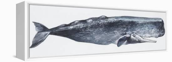 Zoology: Mammals: Sperm Whale (Physeter Catodon)-null-Framed Premier Image Canvas