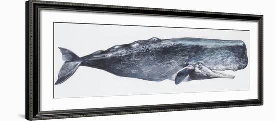 Zoology: Mammals: Sperm Whale (Physeter Catodon)-null-Framed Giclee Print